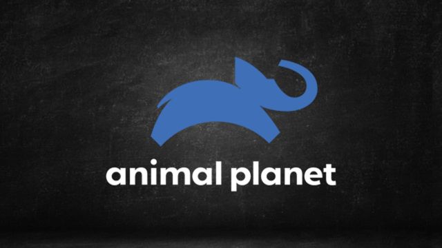 Assistir Animal Planet ao Vivo